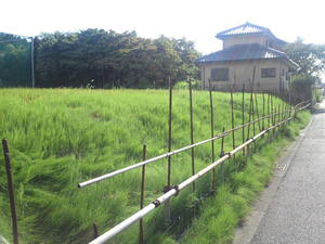 SN3T3754.jpg